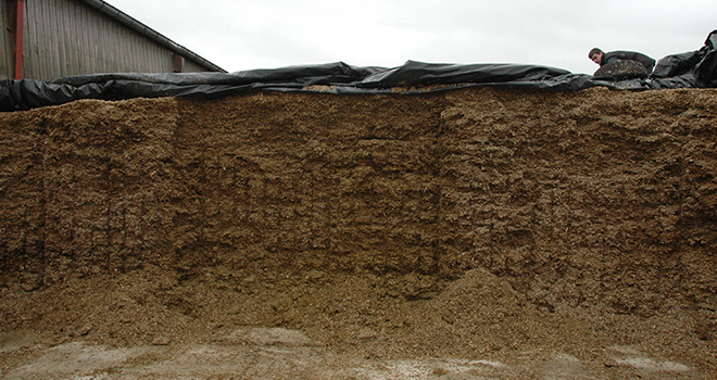 ​Les mycotoxines font partie des facteurs de risques explorés en élevage bovin laitier dans l’abord de problèmes de santé et de production. © H. Grare/Terroir Est