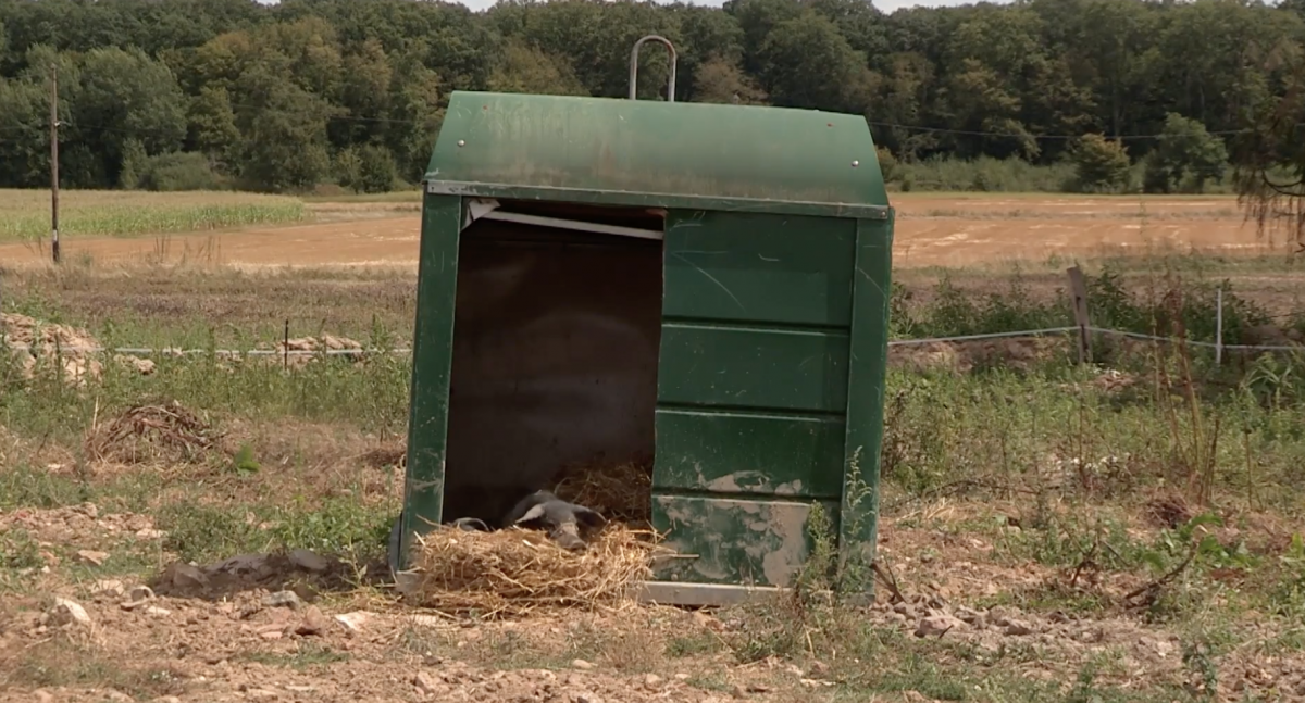 Le conteneur à bouteilles sert d'abri pour les cochons.
