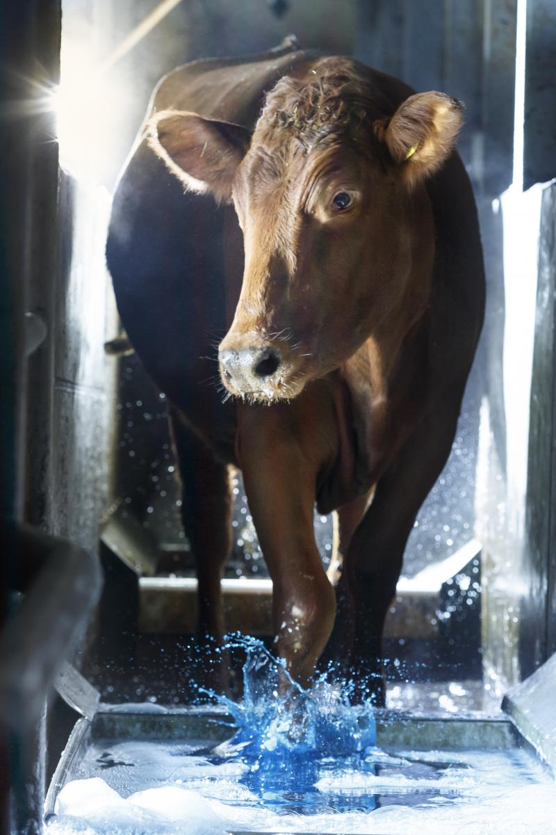 Le produit change de couleur une fois saturé. Photo: Delaval