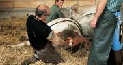 Le vêlage fait partie des thèmes de fiches techniques autour du bien-être animal développées en partenariat avec le laboratoire Boehringer Ingelheim. Photo: Pixel Image Le vêlage fait partie des thèmes de fiches techniques autour du bien-être animal développées en partenariat avec le laboratoire Boehringer Ingelheim.