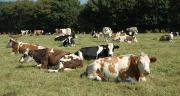 L’effectif de vaches laitières continue de reculer en France (-0,8 %) alors que celui de vaches allaitantes poursuit sa progression (+1,4 %). Photo : D. Bodiou/Pixel image L’effectif de vaches laitières continue de reculer en France (-0,8 %) alors que celui de vaches allaitantes poursuit sa progression (+1,4 %). Photo : D. Bodiou/Pixel image