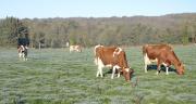 Chacun des 1 400 éleveurs recevra en moyenne 5 700 euros d'aide. Photo : A.Cotens/Pixel image