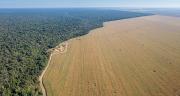 L’Observatoire du risque de déforestation importée est le nouvel outil de Duralim destiné à lutter contre la déforestation liée à l’importation de soja. © Imago Photo/Adobe stock