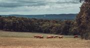 Les territoires du centre de la France, de production de bovins viande, d'ovins ou de caprins, concentrent les plus bas revenus agricoles. ©  Nicolas VINCENT/Adobe Stock