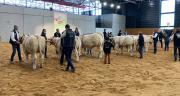 Deux concours seront organisés en race charolaise, un concours « adultes » et un concours « jeunes bovins ». © Claire Lamy-Grandidier Deux concours seront organisés en race charolaise, un concours « adultes » et un concours « jeunes bovins ». © Claire Lamy-Grandidier