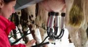 Les prix du lait biologique devraient se maintenir. CP : L.Page/Cniel Les prix du lait biologique devraient se maintenir. CP : L.Page/Cniel