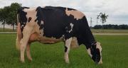 Wilt Emy, première grande championne du concours Holstein E-xpo. CP : DR