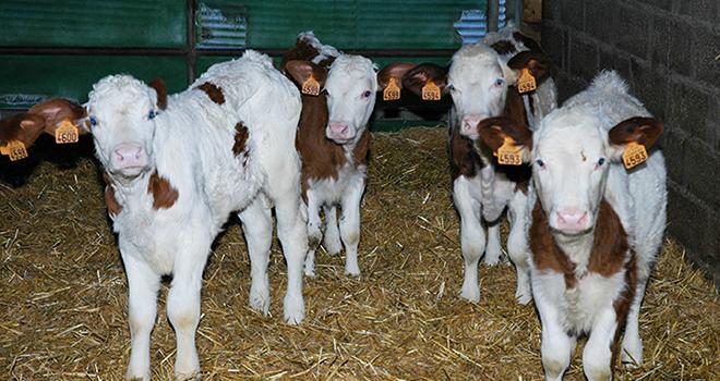 Le niveau d’exposition des veaux aux antibiotiques est passé de 5,74 en 2013 à 3,41 en 2016-2017, soit une baisse de 40 %. © N.Tiers/Pixel Image Le niveau d’exposition des veaux aux antibiotiques est passé de 5,74 en 2013 à 3,41 en 2016-2017, soit une baisse de 40 %.