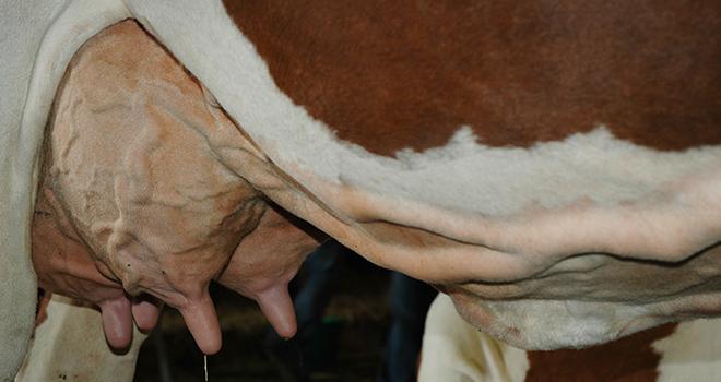 Les huiles essentielles peuvent être appliquées sur la mamelle, mais aussi dans certains cas sur l'épi du garrot, l'attache de la queue, par voie orale, etc. Photo : N. Tiers/Pixel Image Les huiles essentielles peuvent être appliquées sur la mamelle, mais aussi dans certains cas sur l'épi du garrot, l'attache de la queue, par voie orale, etc. Photo : N. Tiers/Pixel Image