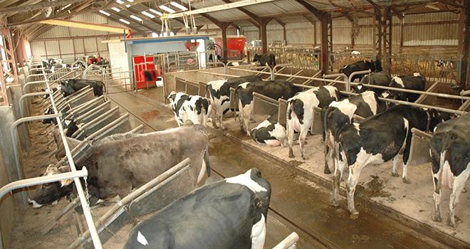 Le pâturage permet de réduire le travail d’astreinte jusqu’à 1h30 par jour par rapport à une conduite intégrale en bâtiment. Crédit photo : M. Lecourtier/Pixel Image Le pâturage permet de réduire le travail d’astreinte jusqu’à 1h30 par jour par rapport à une conduite intégrale en bâtiment. Crédit photo : M. Lecourtier/Pixel Image