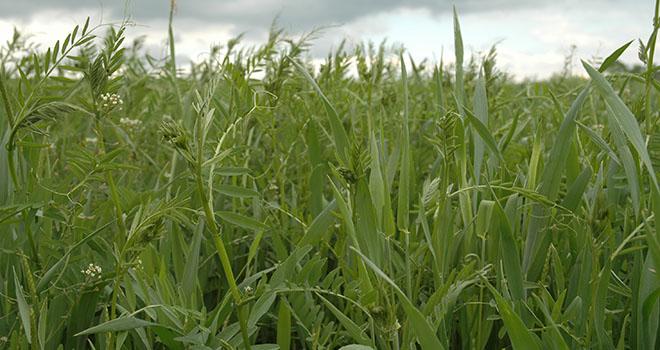 Les associations à base de vesce présentent les meilleurs compromis rendement-protéines. Photo: H.Grare/Pixel image Les associations à base de vesce présentent les meilleurs compromis rendement-protéines. Photo: H.Grare/Pixel image