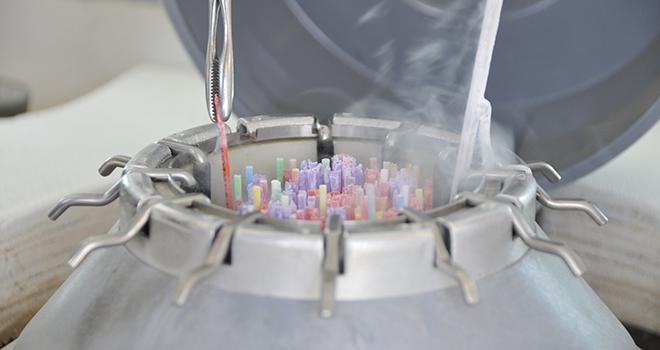 Le progrès génétique plus rapide et le plus faible nombre d'animaux nécessaires à la production de doses placent le schéma de sélecton génomique comme le moins impactant de tous sur l'environnement. Photo : DR