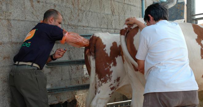 Pour une meilleure chance de réussite, les génisses, plus fertiles, sont privilégiées pour la mise en place de semence sexée, d'autant que les naissances de femelles présentent pour elles moins de risques de vêlages difficiles. CP : Pixel6TM Pour une meilleure chance de réussite, les génisses, plus fertiles, sont privilégiées pour la mise en place de semence sexée, d'autant que les naissances de femelles présentent pour elles moins de risques de vêlages difficiles. CP : Pixel6TM