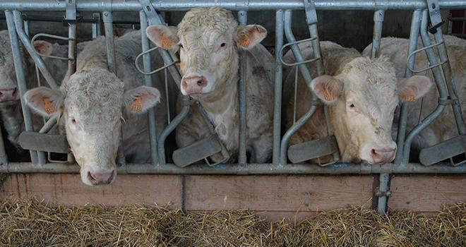 Pour un bâtiment de 200 jeunes bovins, le temps de préparation et de distribution de la ration est presque doublé avec une désileuse par rapport à une mélangeuse. Photo: Hélène Grare/Pixel image. Pour un bâtiment de 200 jeunes bovins, le temps de préparation et de distribution de la ration est presque doublé avec une désileuse par rapport à une mélangeuse.