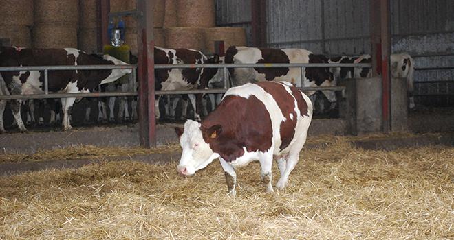 Sur aire paillée, le paillage doit être d'un kilogramme de paille par mètre carré et par jour. Photo: E. Thomas/Pixel image Sur aire paillée, le paillage doit être d'un kilogramme de paille par mètre carré et par jour.