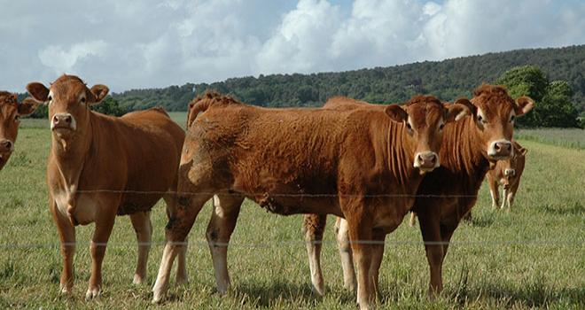 Dans l’Union européenne, l’offre de bovins devrait rester stable tandis que la croissance des importations continuera sa progression régulière. Photo : D. Bodiou. Dans l’Union européenne, l’offre de bovins devrait rester stable tandis que la croissance des importations continuera sa progression régulière. Photo : D. Bodiou.