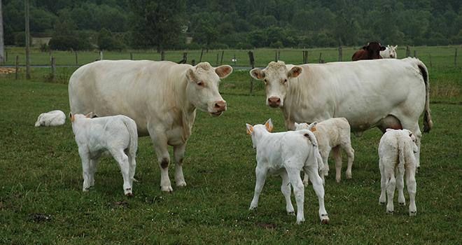 Faire de la croissance à l'herbe, sans complémentation, c'est possible. À condition de bien gérer le pâturage, c'est-à-dire de respecter quelques fondamentaux : exploiter l'herbe tôt et tard, ne pas la gaspiller, bien adapter le chargement et faucher tôt. Photo : H.Grare/Pixel Image.