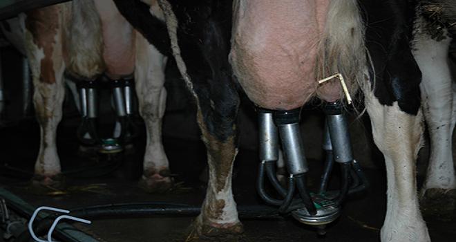 L'APLB va demander sa reconnaissance en tant qu'organisation de producteur afin d'être en mesure de négocier avec l'aval de la filière. Crédit photo : H. Grare / Pixel Image.