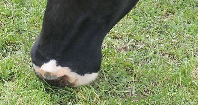 Le pâturage d'automne permet de bien valoriser la pousse des prairies à l’automne. Crédit photo : N. Chemineau/Pixel Image Le pâturage d'automne permet de bien valoriser la pousse des prairies à l’automne. Crédit photo : N. Chemineau/Pixel Image