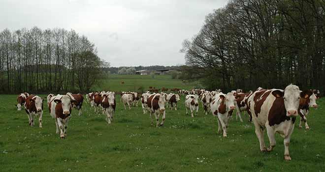 Avec la vague de conversion en cours, il faut développer la demande de lait bio. Photo : H. Grare/Pixel image Avec la vague de conversion en cours, il faut développer la demande de lait bio. Photo : H. Grare/Pixel image