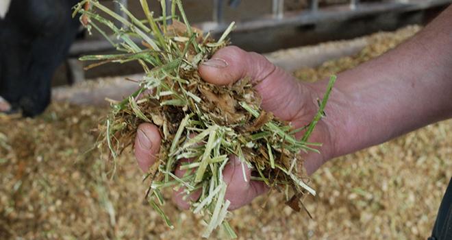 Deux objectifs structurent le volet élevage de Cap Protéines : accroître la production de protéines en élevage et valoriser en élevage les tourteaux et graines d’oléoprotéagineux. © Pixel6TM