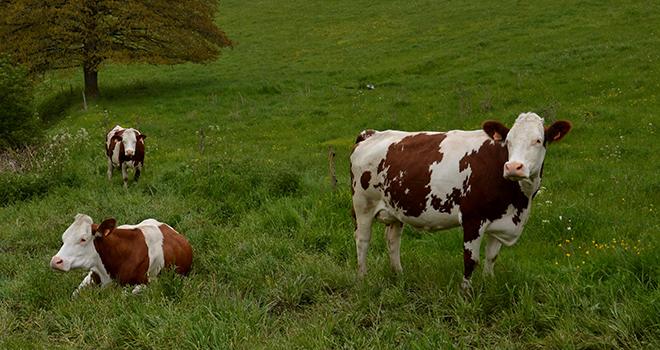 La France a le meilleur potentiel laitier de toute l'Europe. CP : H. Grare/Pixel Image La France a le meilleur potentiel laitier de toute l'Europe. CP : H. Grare/Pixel Image