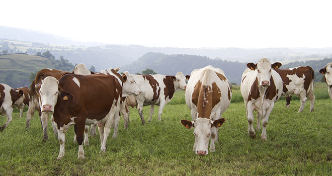 L'observatoire de la ressource fourragère du Massif central montre qu'entre 2011 et 2013, il y a eu pratiquement un mois d’écart pour la réalisation d’un même stade repère d'exploitation de l'herbe. Photo: L.Theeten/Pixel Image L'observatoire de la ressource fourragère du Massif central montre qu'entre 2011 et 2013, il y a eu pratiquement un mois d’écart pour la réalisation d’un même stade repère d'exploitation de l'herbe. Photo: L.Theeten/Pixel Image
