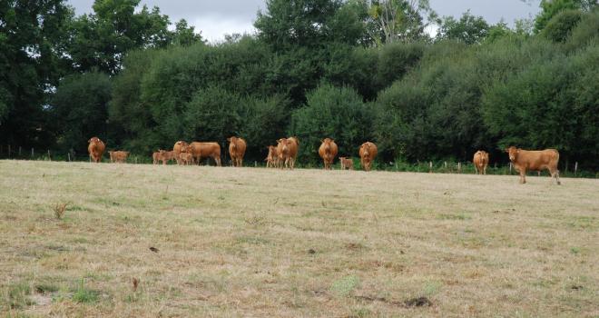 La majorité des régions françaises sont en déficit de production d'herbe cumulée par rapport à la période de référence. CP : Pixel6TM