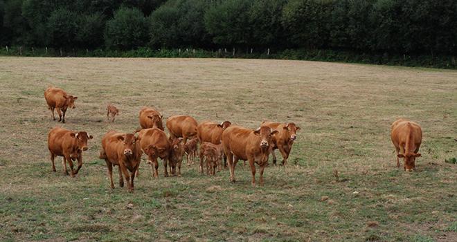 La pousse entre le 20 juillet et le 20 août a représenté moins de 15% de la pousse de référence. Photo : N. Tiers/Pixel image La pousse entre le 20 juillet et le 20 août a représenté moins de 15% de la pousse de référence.