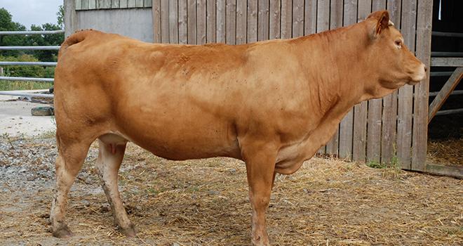 La réflexion des acteurs des Pays de la Loire a principalement porté sur la valorisation des femelles allaitantes. Photo : N. Tiers/Pixel image La réflexion des acteurs des Pays de la Loire a principalement porté sur la valorisation des femelles allaitantes. Photo : N. Tiers/Pixel image