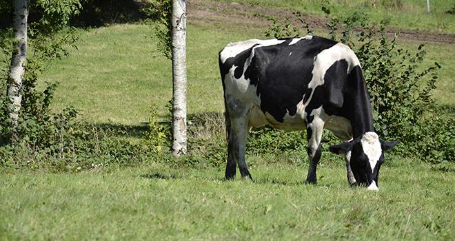 La hausse de la collecte européenne en 2015 devrait être comprise dans une fourchette de +1% à +2%. 