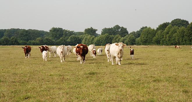 Selon tous les scénarios, le cheptel français sera réduit d’ici à 2050 dans des proportions totalement différentes selon les cas. Photo : N. Tiers/Pixel image.