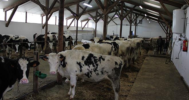 Les candidats à l’élevage de génisses sont plutôt des gens qui arrêtent le lait et qui cherchent un autre usage à leurs bâtiments. Photo: Magalie Ballan/Pixel image. Les candidats à l’élevage de génisses sont plutôt des gens qui arrêtent le lait et qui cherchent un autre usage à leurs bâtiments. Photo: Magalie Ballan/Pixel image.