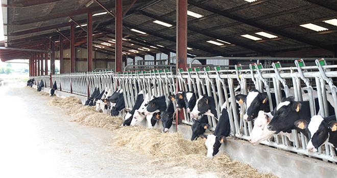 L’augmentation des cheptels a permis de saturer la capacité des bâtiments. N. Tiers/Pixel image L’augmentation des cheptels a permis de saturer la capacité des bâtiments. N. Tiers/Pixel image