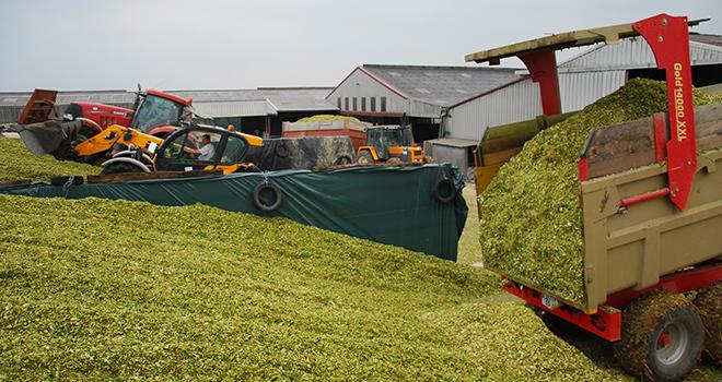 Les chantiers d'ensilage se sont déroulés dans de bonnes conditions, et les rendements en maïs fourrage sont supérieurs de 1 à 2 t/ha par rapport à la normale, voire 3 tonnes. © M. Lecourtier/Pixel image Les chantiers d'ensilage se sont déroulés dans de bonnes conditions, et les rendements en maïs fourrage sont supérieurs de 1 à 2 t/ha par rapport à la normale, voire 3 tonnes. © M. Lecourtier/Pixel image