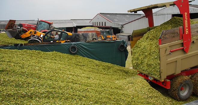 Un ensilage peu ou pas assez tassé peu entraîné de lourdes pertes de fourrages. Photo: M. Lecourtier / Pixel image