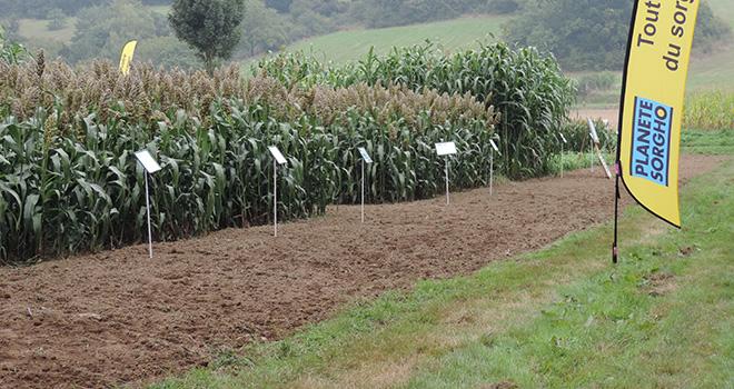 Barenbrug indique que le sorgho a connu une bonne évolution de sa génétique depuis deux ans. Photo: Amélie Lavoisier/Pixel image.