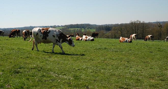 Praigly, un projet de recherche pour détruire les prairies sans labour ni glyphosate. Photo : /Pixel6TM Praigly, un projet de recherche pour détruire les prairies sans labour ni glyphosate. Photo : /Pixel6TM