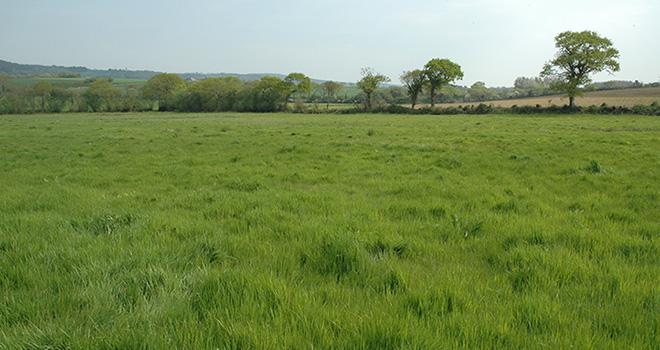 Le pouvoir fertilisant des engrais azotés est largement amélioré sur une parcelle chaulée. Photo : D. Bodiou/Pixel image Le pouvoir fertilisant des engrais azotés est largement amélioré sur une parcelle chaulée. Photo : D. Bodiou/Pixel image