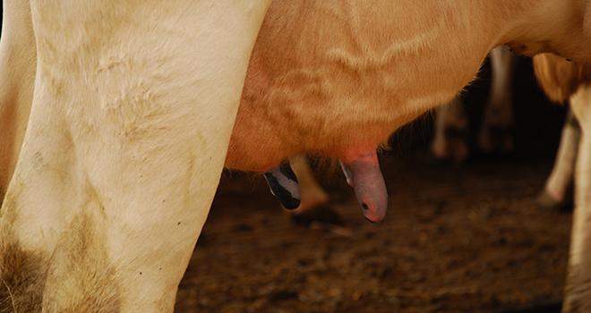 Baisse de la production laitière, réformes anticipées, lait écarté, frais vétérinaire, perte de temps à la traite... sont autant de conséquences des mammites. L'impact économique d'une mammite clinique s'élève à 230 euros/vache/an. La perte de revenu peut aller jusqu’à -30 euros/1000l. © M.Lecourtier/Pixel Image. Baisse de la production laitière, réformes anticipées, lait écarté, frais vétérinaire, perte de temps à la traite... sont autant de conséquences des mammites. L'impact économique d'une mammite clinique s'élève à 230 euros/vache/an. La perte de revenu peut aller jusqu’à -30 euros/1000l. © M.Lecourtier/Pixel Image.