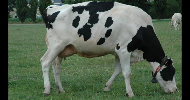 L'union Gènes Diffusion a obtenu l'agrément d'OS pour la race holstein le 31 juillet 2020. CP : D. Bodiou/Pixel6TM L'union Gènes Diffusion a obtenu l'agrément d'OS pour la race holstein le 31 juillet 2020. CP : D. Bodiou/Pixel6TM