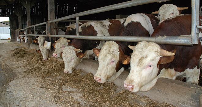 La réduction structurelle du cheptel laitier et la décapitalisation du cheptel allaitant depuis 2017 limitent les disponibilités de toutes les catégories. © Pixel6TM La réduction structurelle du cheptel laitier et la décapitalisation du cheptel allaitant depuis 2017 limitent les disponibilités de toutes les catégories. © Pixel6TM