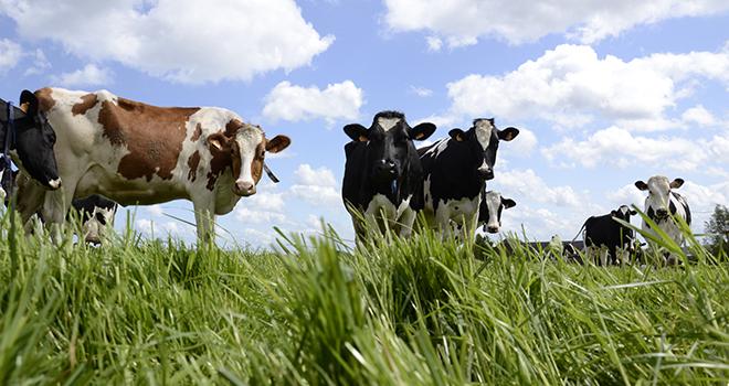 La composition en acides gras de la matière grasse du lait dépend de différents facteurs dont l’alimentation. © A.Cotens/Pixel image La composition en acides gras de la matière grasse du lait dépend de différents facteurs dont l’alimentation. © A.Cotens/Pixel image