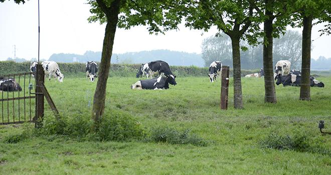 La prise en compte du stockage de carbone des prairies et des haies compense entre 6 et 50 % des émissions de GES. Photo : A.Cotens/Pixel image La prise en compte du stockage de carbone des prairies et des haies compense entre 6 et 50 % des émissions de GES. Photo : A.Cotens/Pixel image