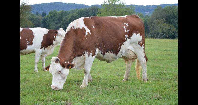 Depuis juin 2018, accompagnés par les équipes de l’Institut de l’élevage (Idele) et l’UMT eBIS, Montbéliarde association et ses membres planchent sur un nouvel ISU. CP : Pixel6TM