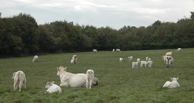Les naissances ont baissé de 270 000 têtes en 2017. © H.Grare/Pixel Image Les naissances ont baissé de 270 000 têtes en 2017.