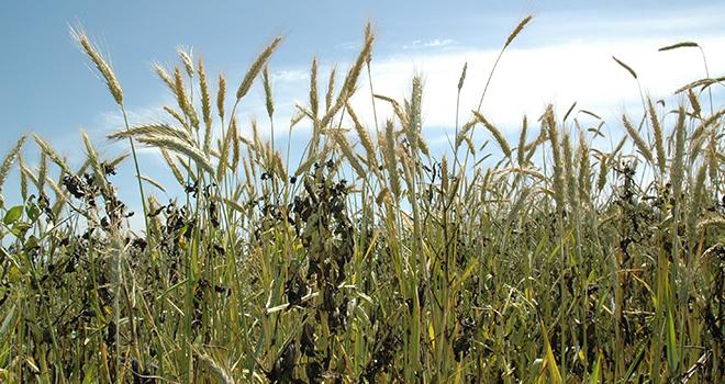 Les essais réalisés depuis 2011 dans le cadre du Pojet Reine Mathilde concernent les associations de céréales, protéagineux et leur intérêt pour la fauche, l'ensilage et les rations alimentaires. Photo : MD.Guihard/Pixel Image Les essais réalisés depuis 2011 dans le cadre du Pojet Reine Mathilde concernent les associations de céréales, protéagineux et leur intérêt pour la fauche, l'ensilage et les rations alimentaires.
