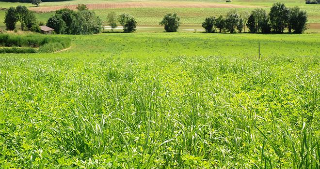 Implanter une luzernière, la solution pour gagner en autonomie protéique. © O.Lévêque/Pixel Image Implanter une luzernière, la solution pour gagner en autonomie protéique.