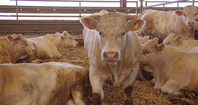 Le cahier des charges impose que le coût de préparation des animaux commandés par le porteur de démarche soit répercuté au premier acheteur. ©Pixel6TM