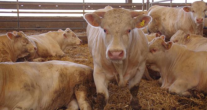 Les jeunes bovins gagnent entre 12 et 19 centimes en quatre semaines. © MD.Guihard/Pixel6TM